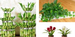 利用花卉植物凈化室內(nèi)環(huán)境應注意哪些事項呢？