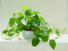 佛山三水順德新房去甲醛的技巧有哪些？